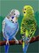 Needlepoint canvas for halfstitch without yarn Budgerigar 3578F
